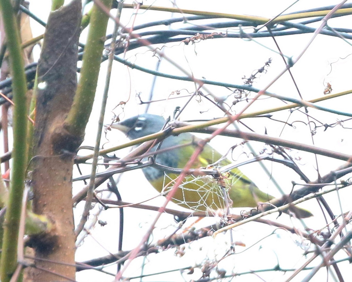 Dickichtwaldsänger - ML143167661