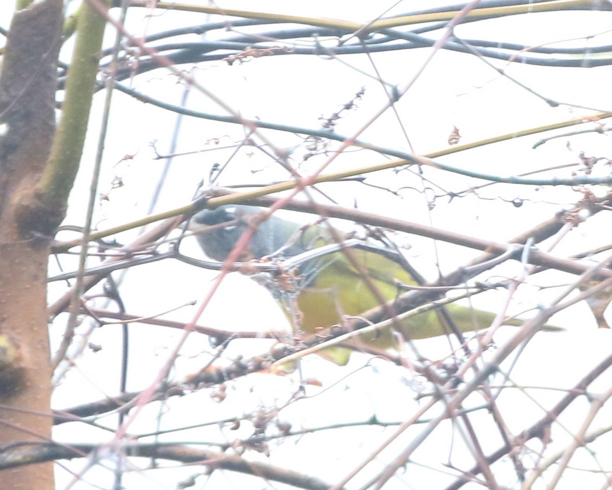 Dickichtwaldsänger - ML143167671