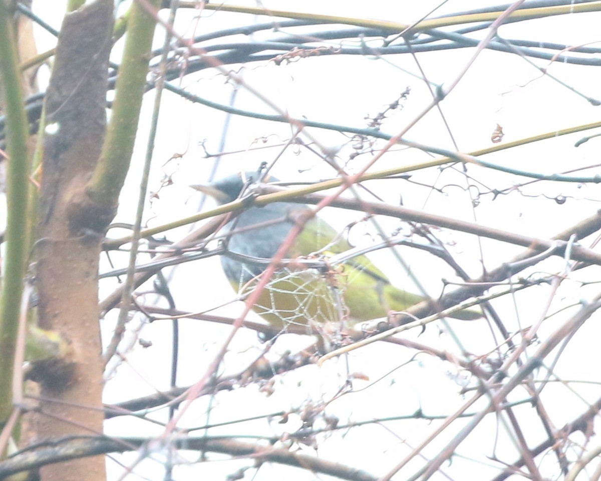 Dickichtwaldsänger - ML143167681