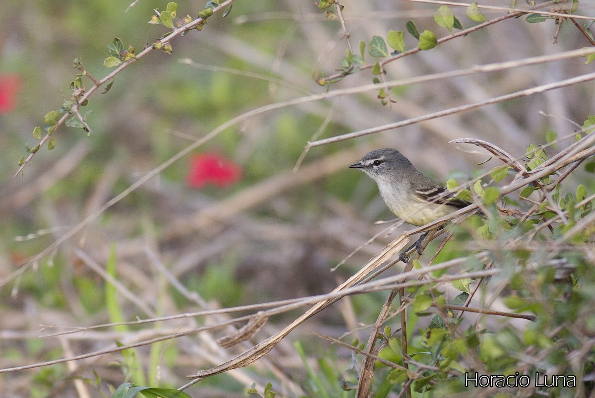 White-crested Tyrannulet (Sulphur-bellied) - ML143167801