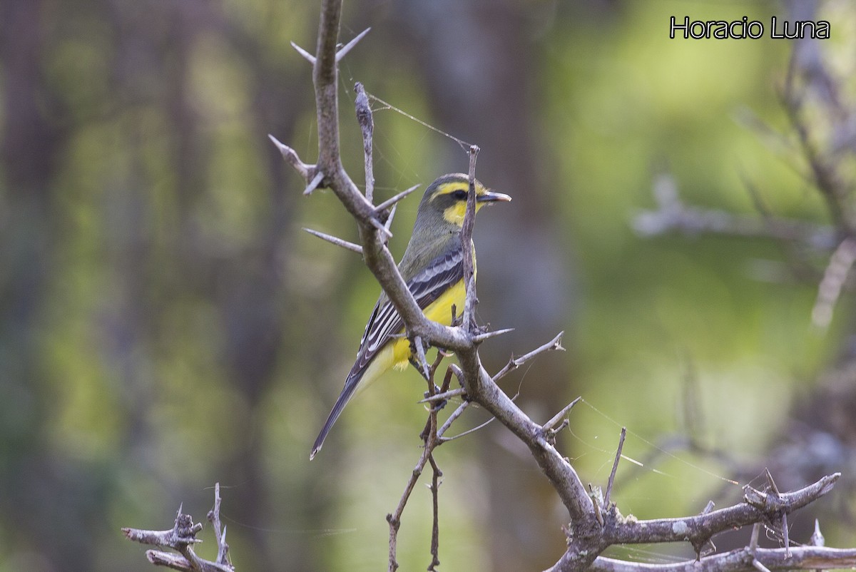 Yellow-browed Tyrant - ML143167861