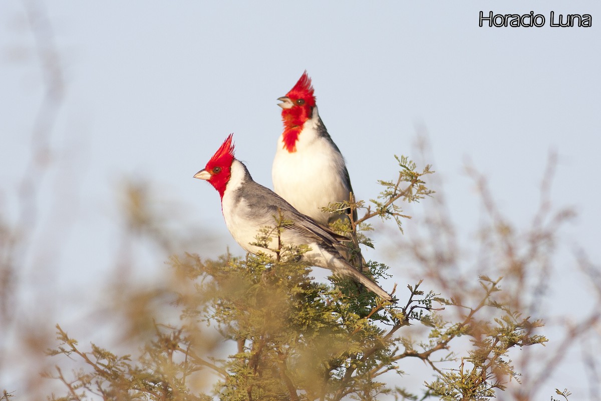Red-crested Cardinal - ML143167881