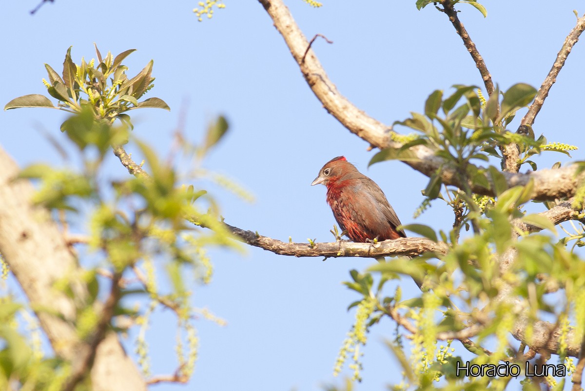 Red-crested Finch - ML143167891