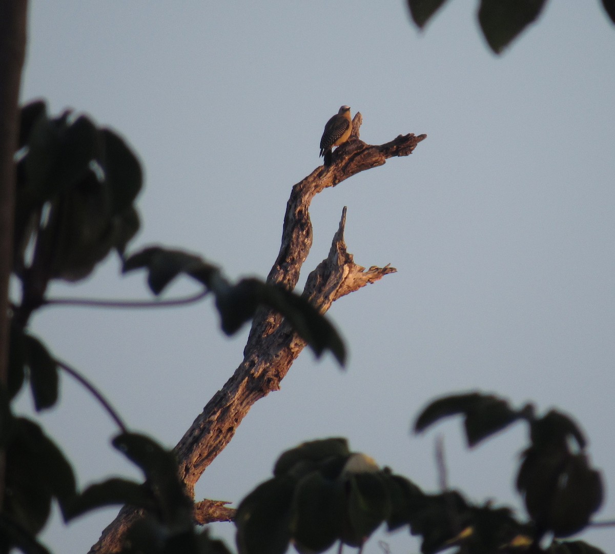 Yucatan Woodpecker - Finn Etter