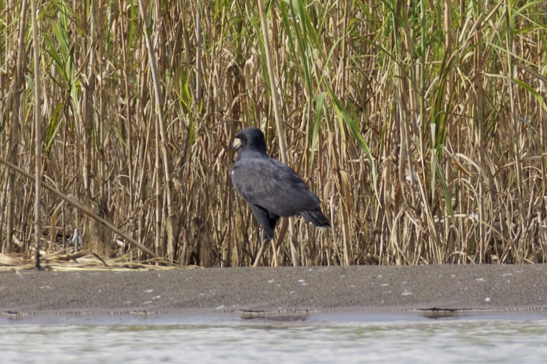 Great Black Hawk - ML143170881