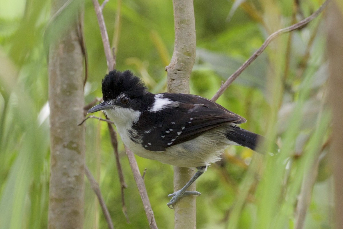 Black-and-white Antbird - ML143170971