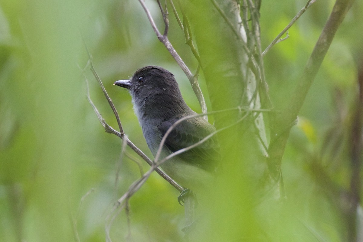 Short-crested Flycatcher - Nicole Desnoyers