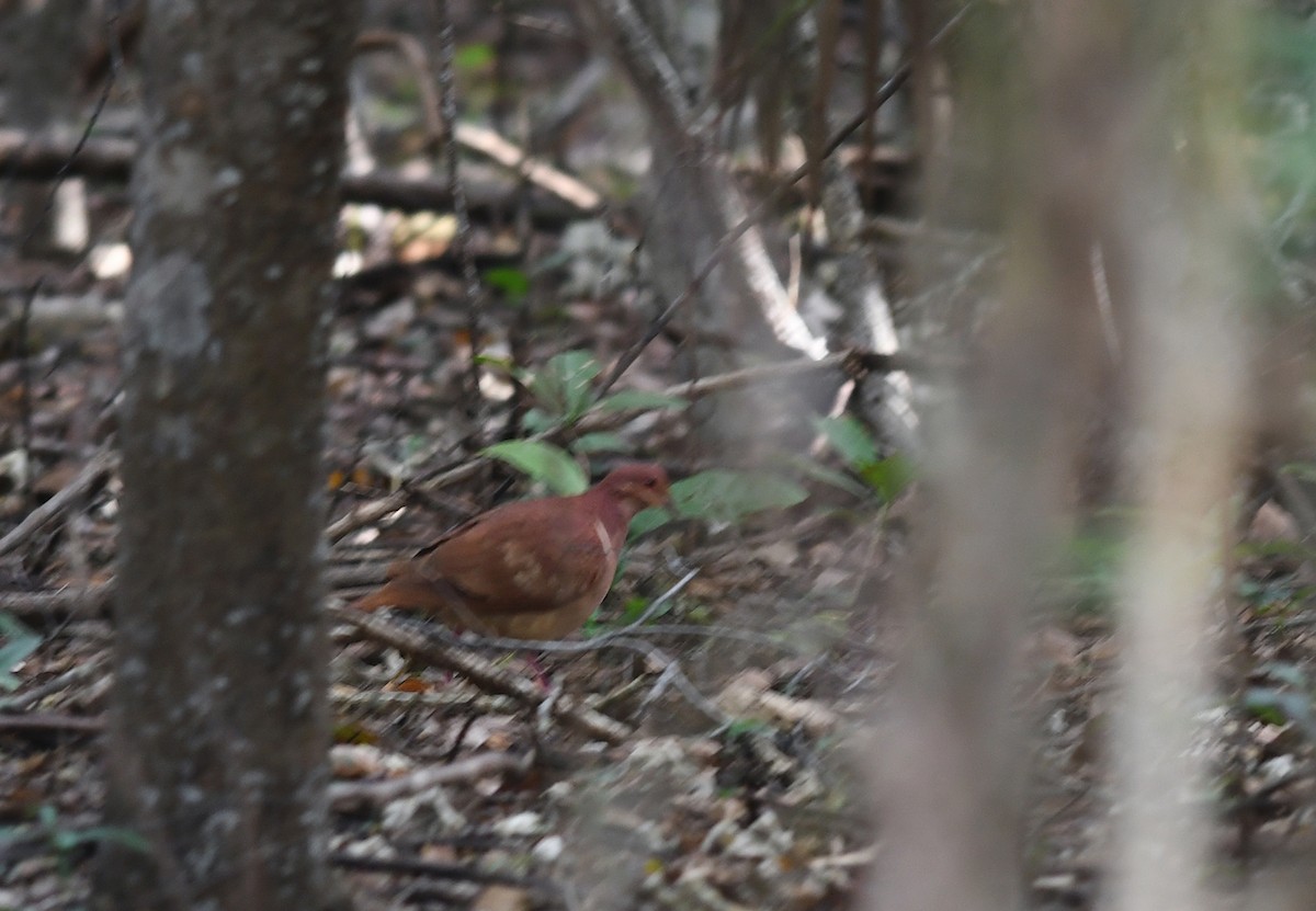 Ruddy Quail-Dove (Ruddy) - ML143171401