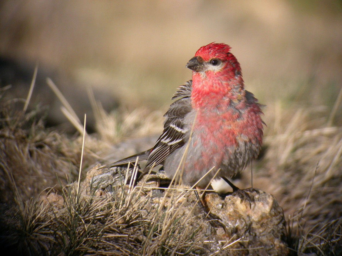 Pine Grosbeak - ML143172751