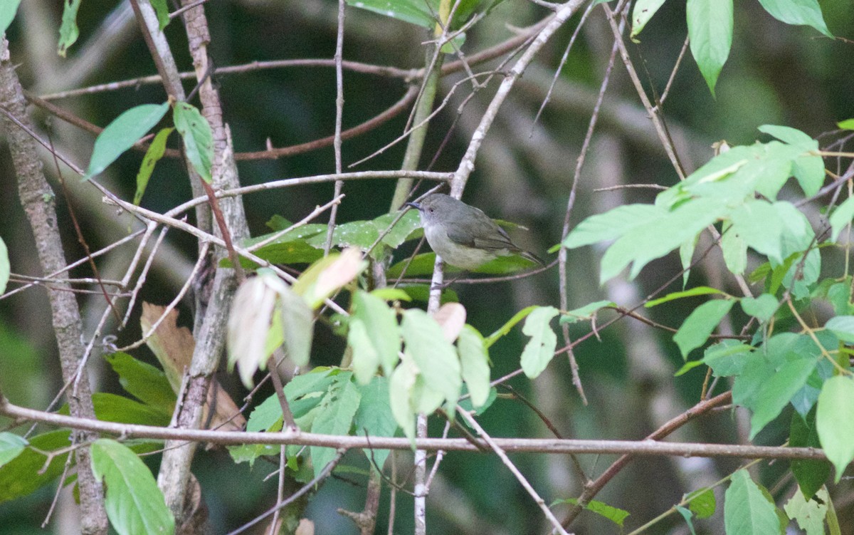 Mountain Thornbill - Gary Brunvoll