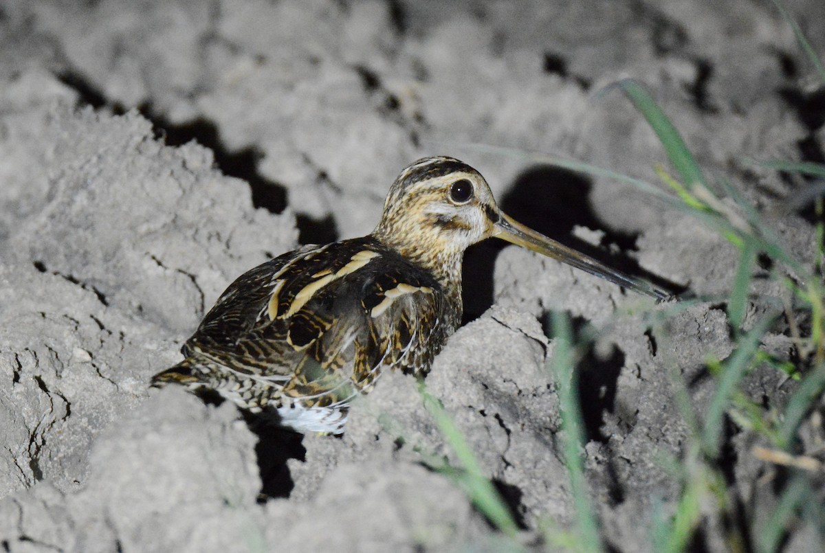 Common Snipe - ML143175921