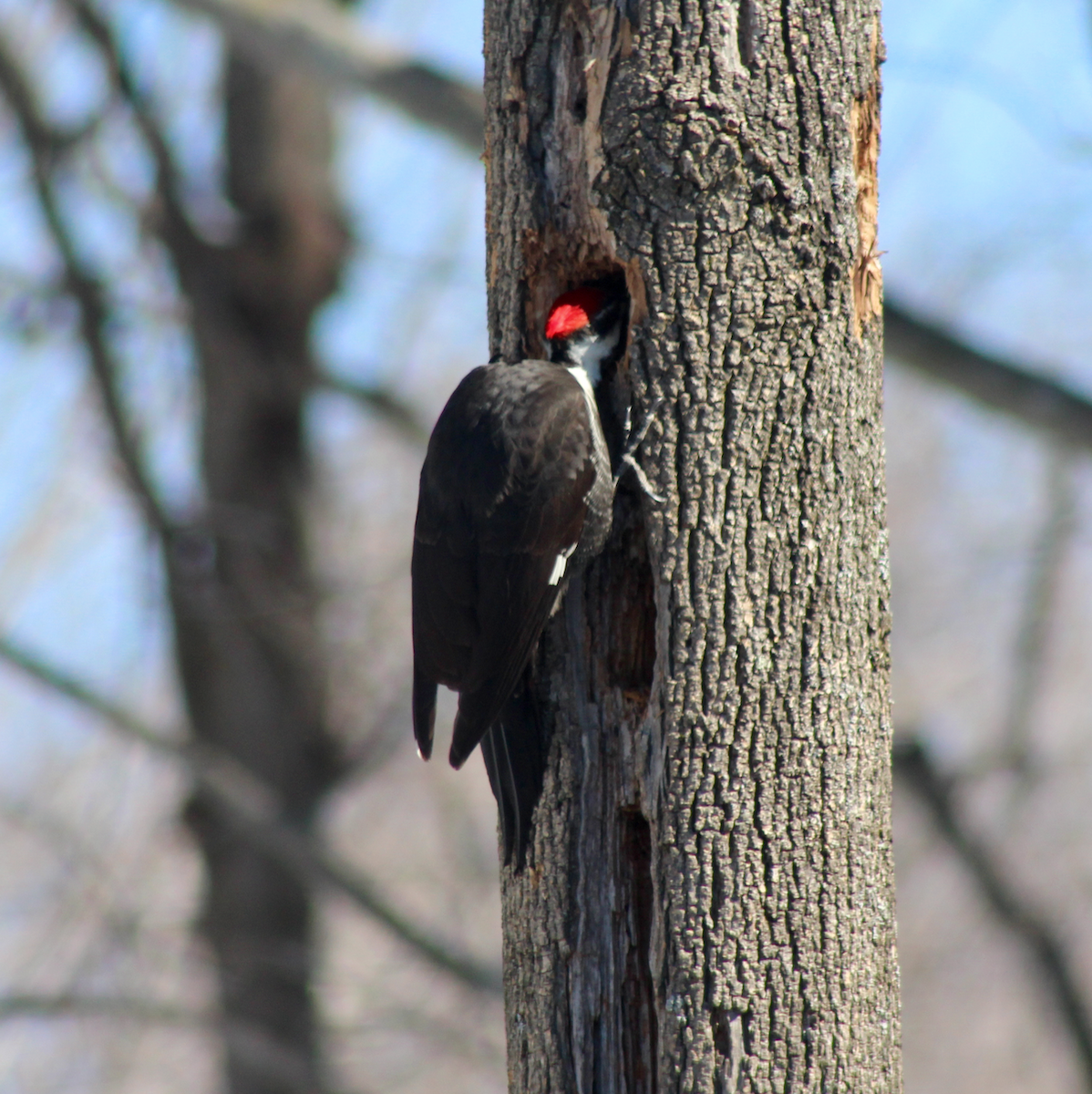 Pileated Woodpecker - ML143176161