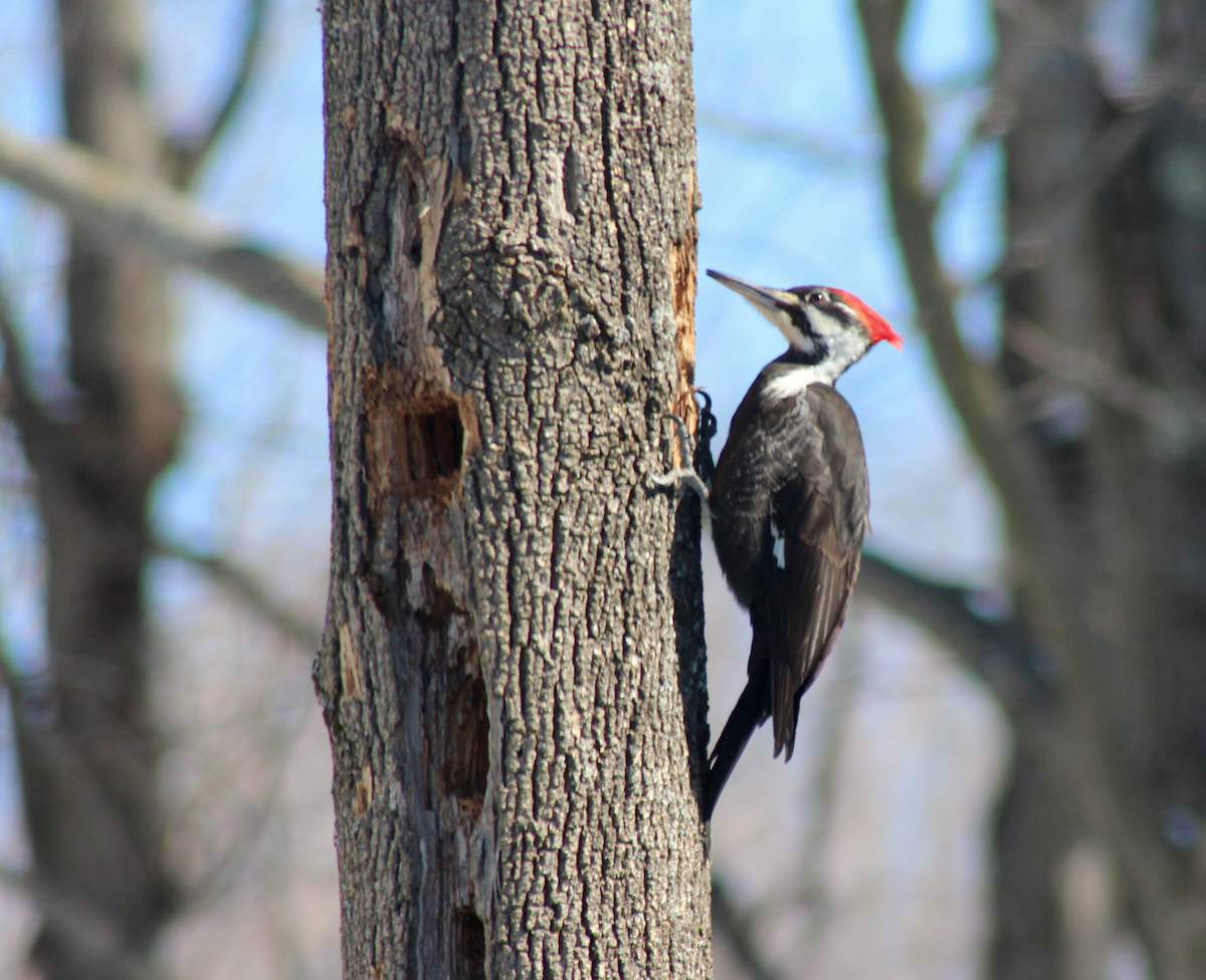Pileated Woodpecker - ML143176181