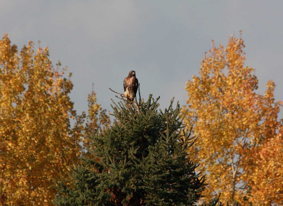 Rotschwanzbussard - ML143176711