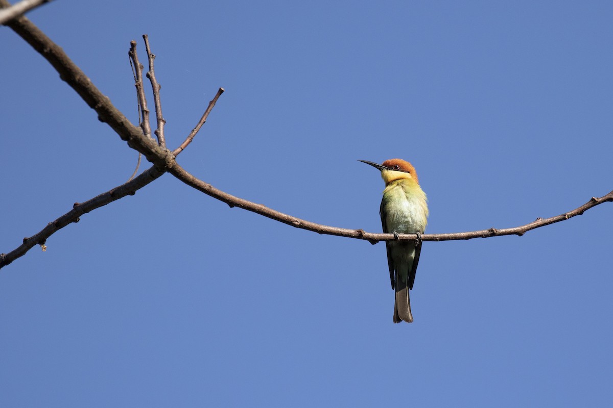 Chestnut-headed Bee-eater - ML143177881