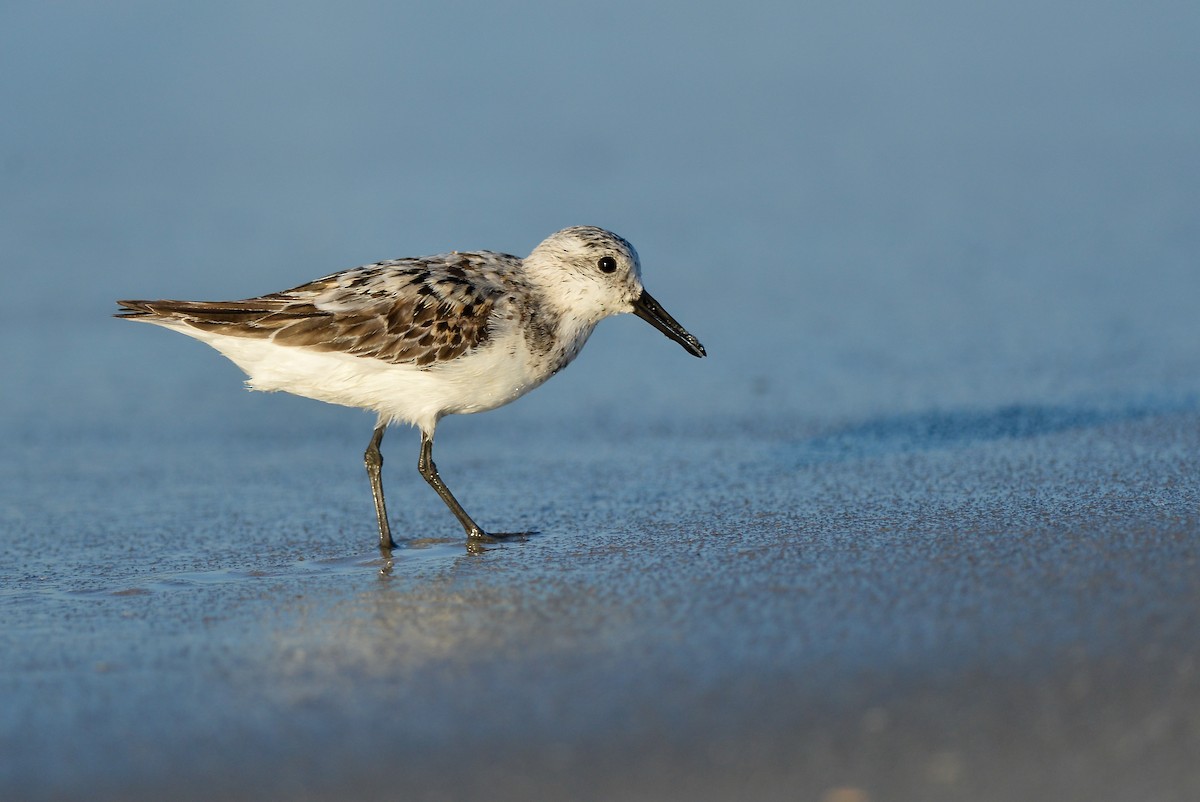 Sanderling - ML143179121