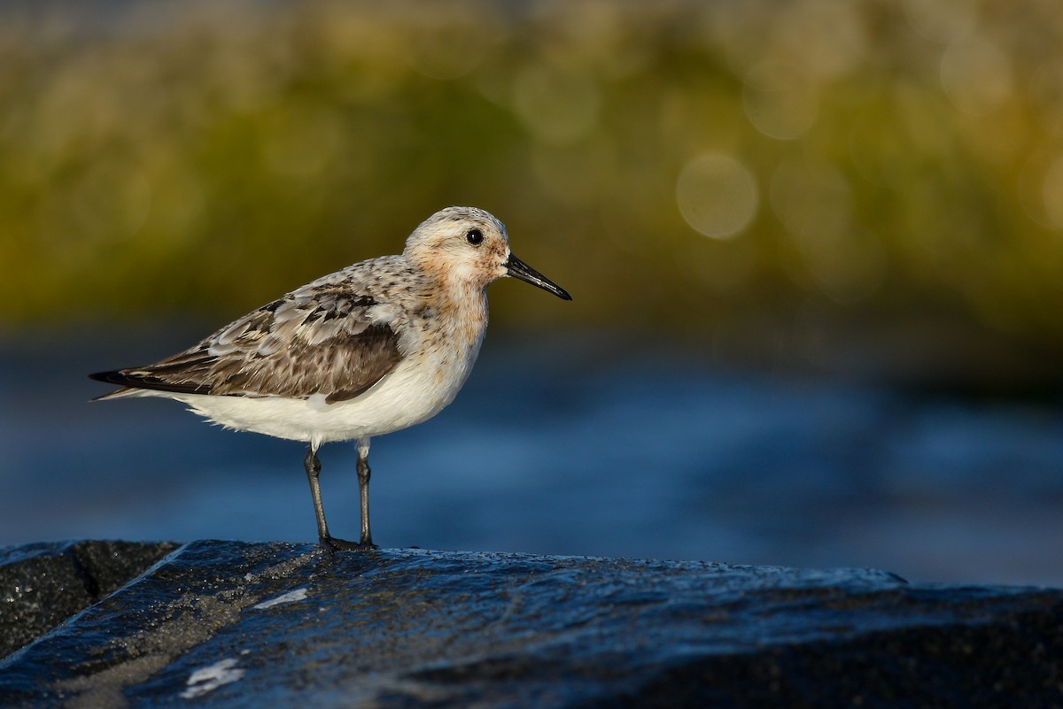 Sanderling - ML143179191