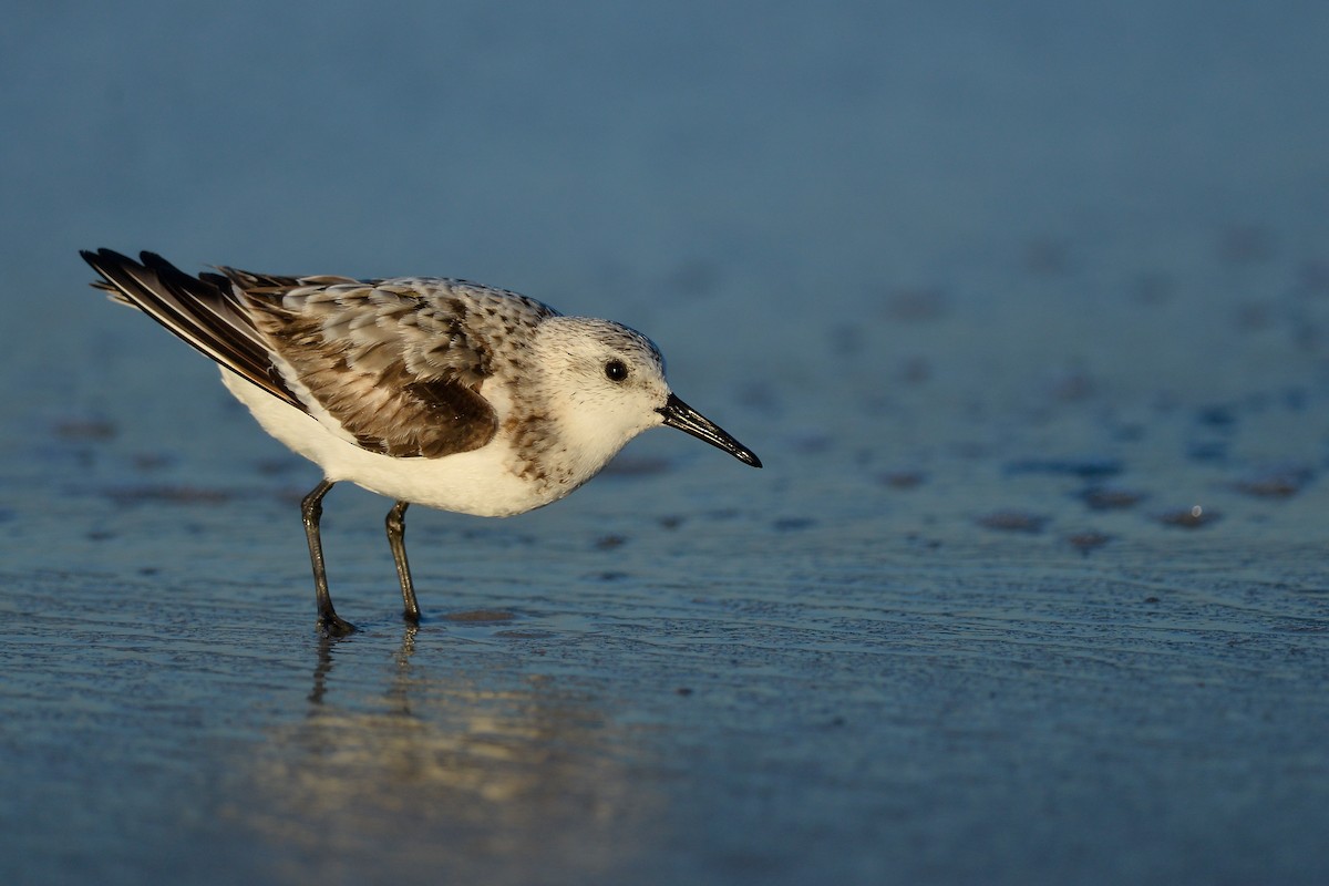 Sanderling - ML143179291