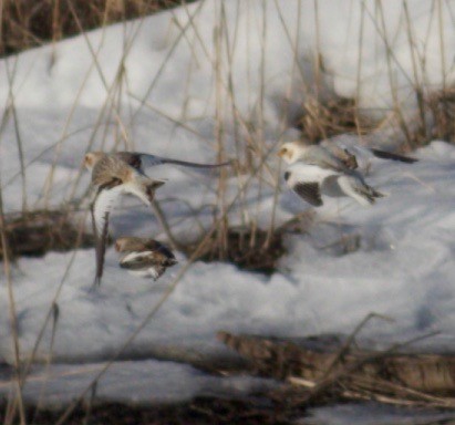 Snow/McKay's Bunting - Ben Lagasse