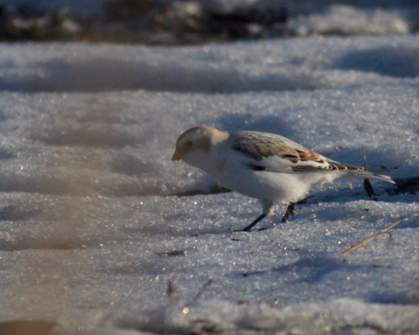 Snow/McKay's Bunting - Ben Lagasse