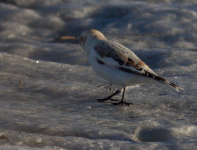 Snow/McKay's Bunting - Ben Lagasse