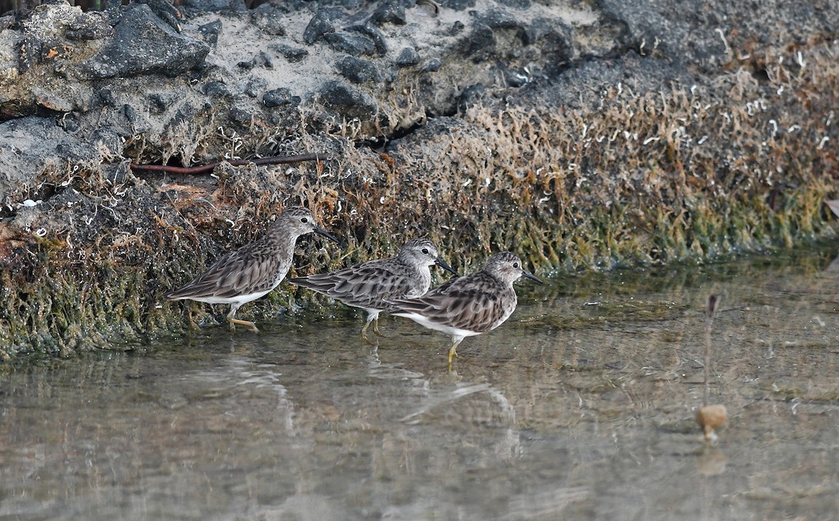 Wiesenstrandläufer - ML143180491