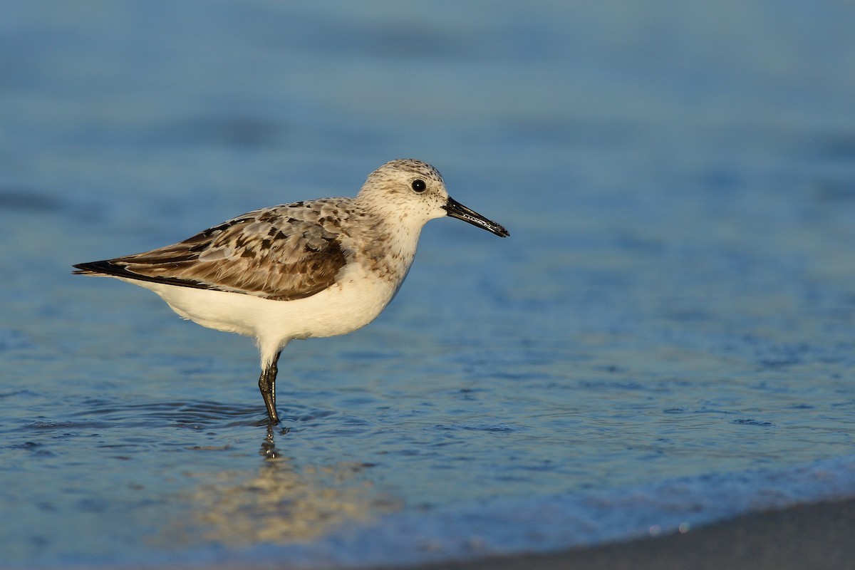 Sanderling - ML143180821