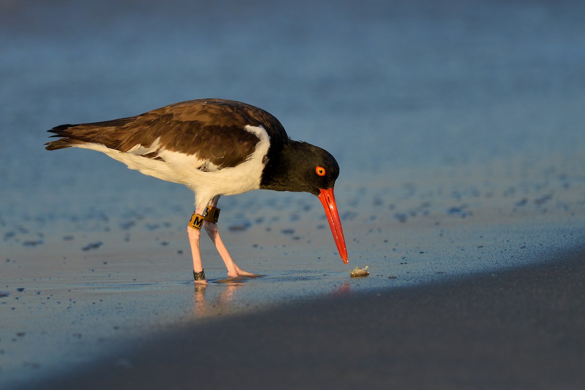 American Oystercatcher - Daniel Irons