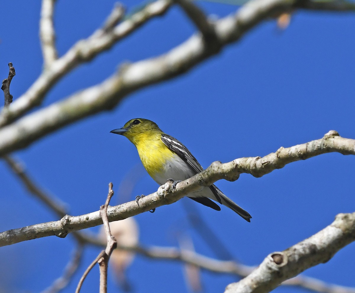 Yellow-throated Vireo - ML143183591