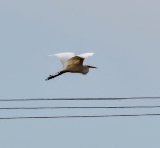 Great Egret - Catherine Harris