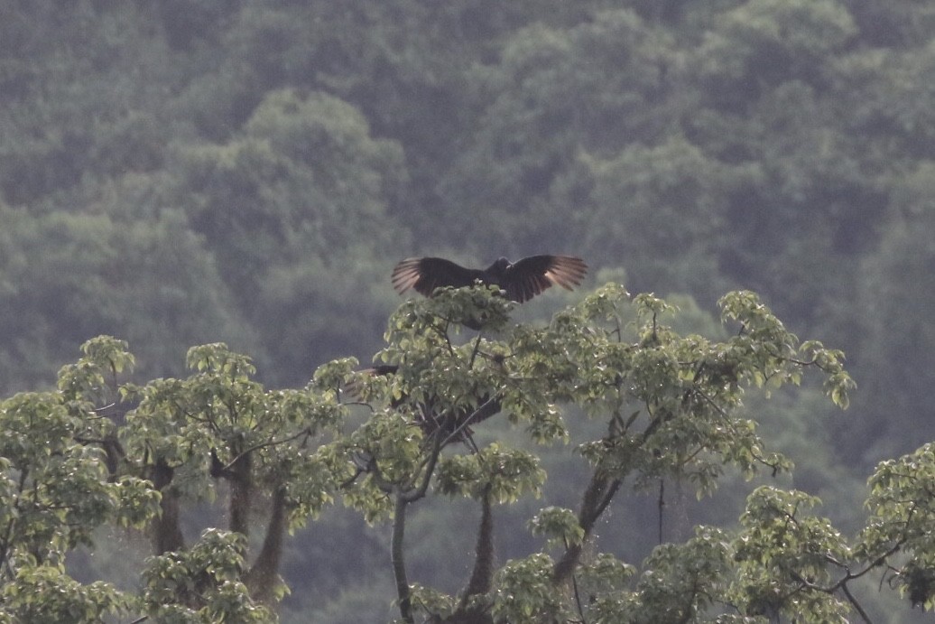 Black Vulture - ML143184701