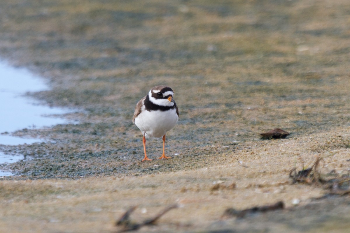 Common Ringed Plover - ML143186081