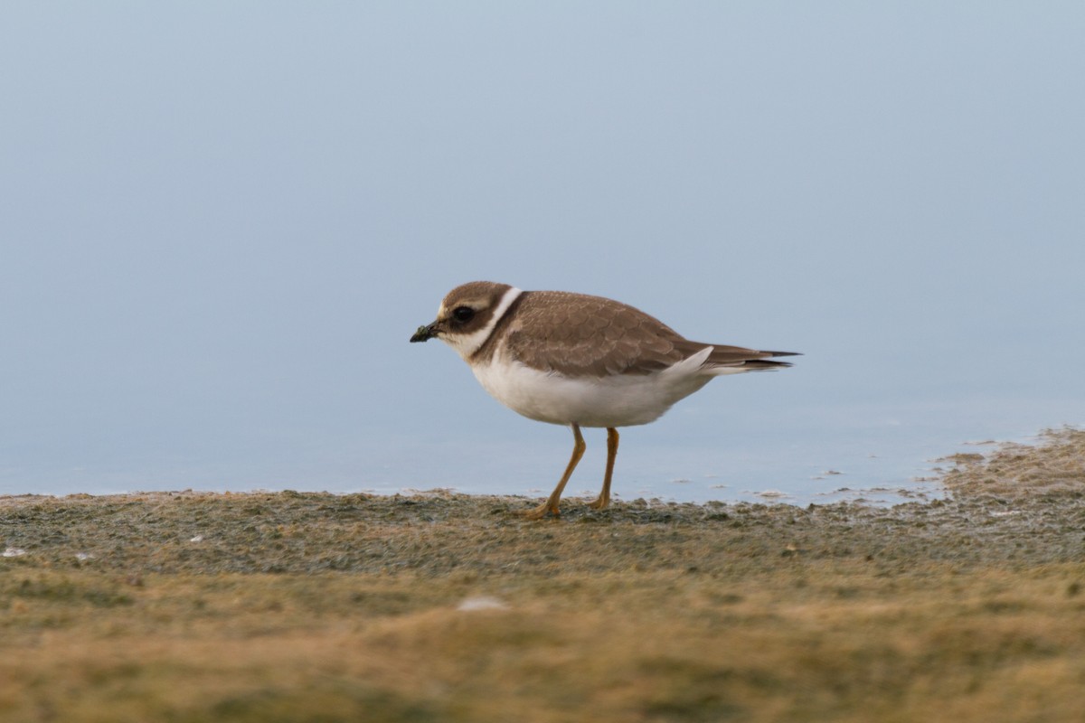 Common Ringed Plover - ML143186211