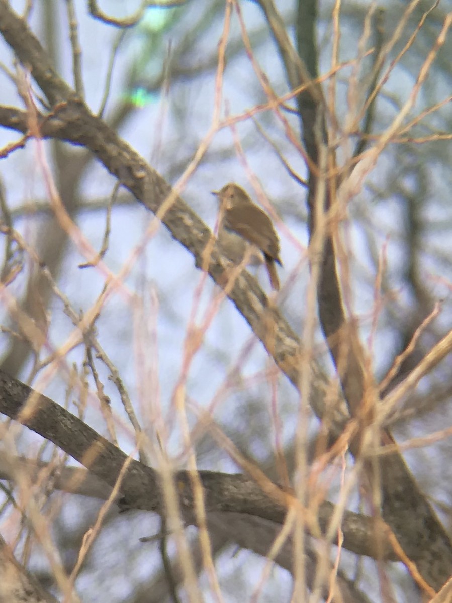 Hermit Thrush - ML143186791