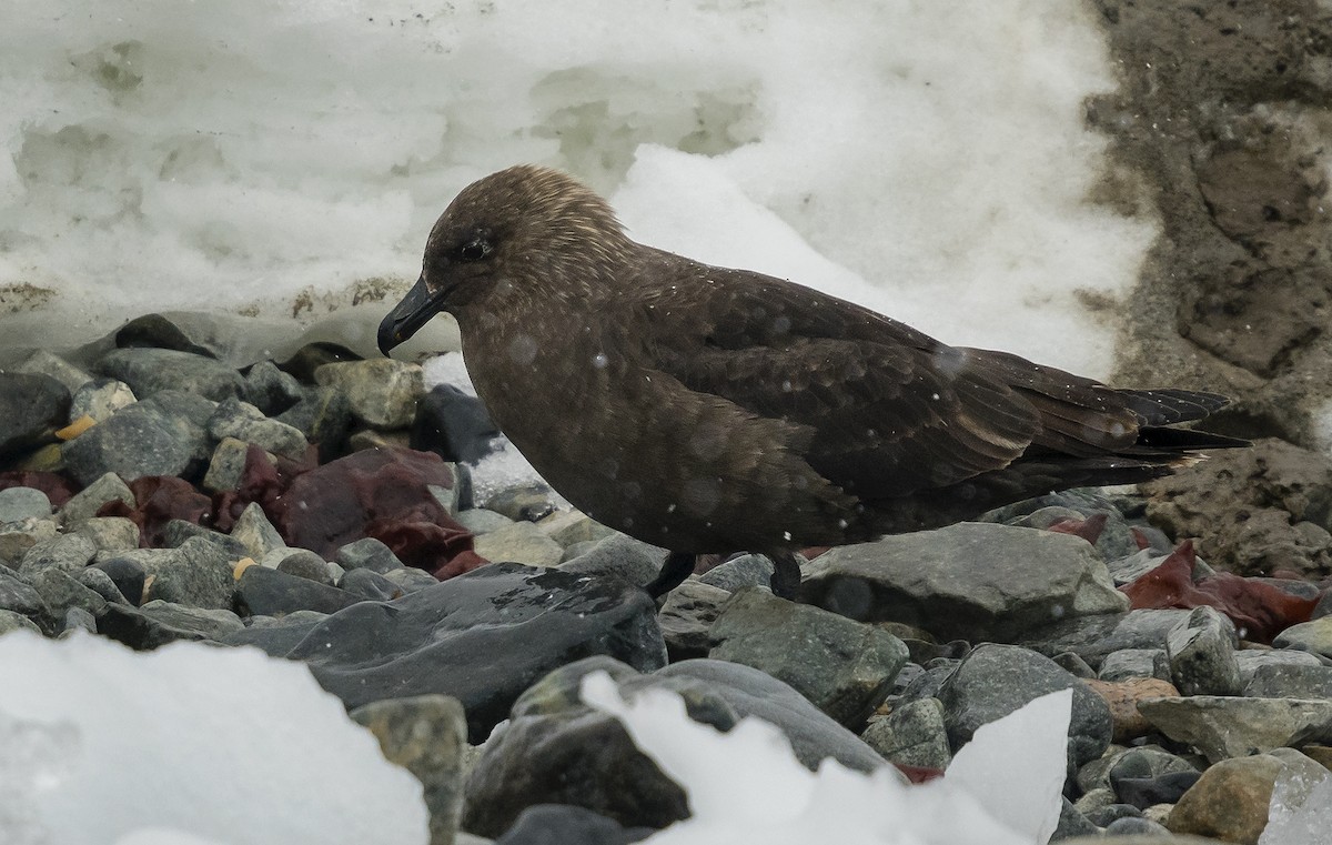 South Polar Skua - ML143188251