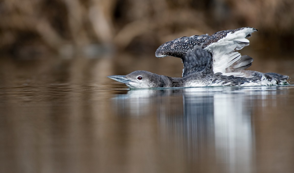 Common Loon - ML143188971