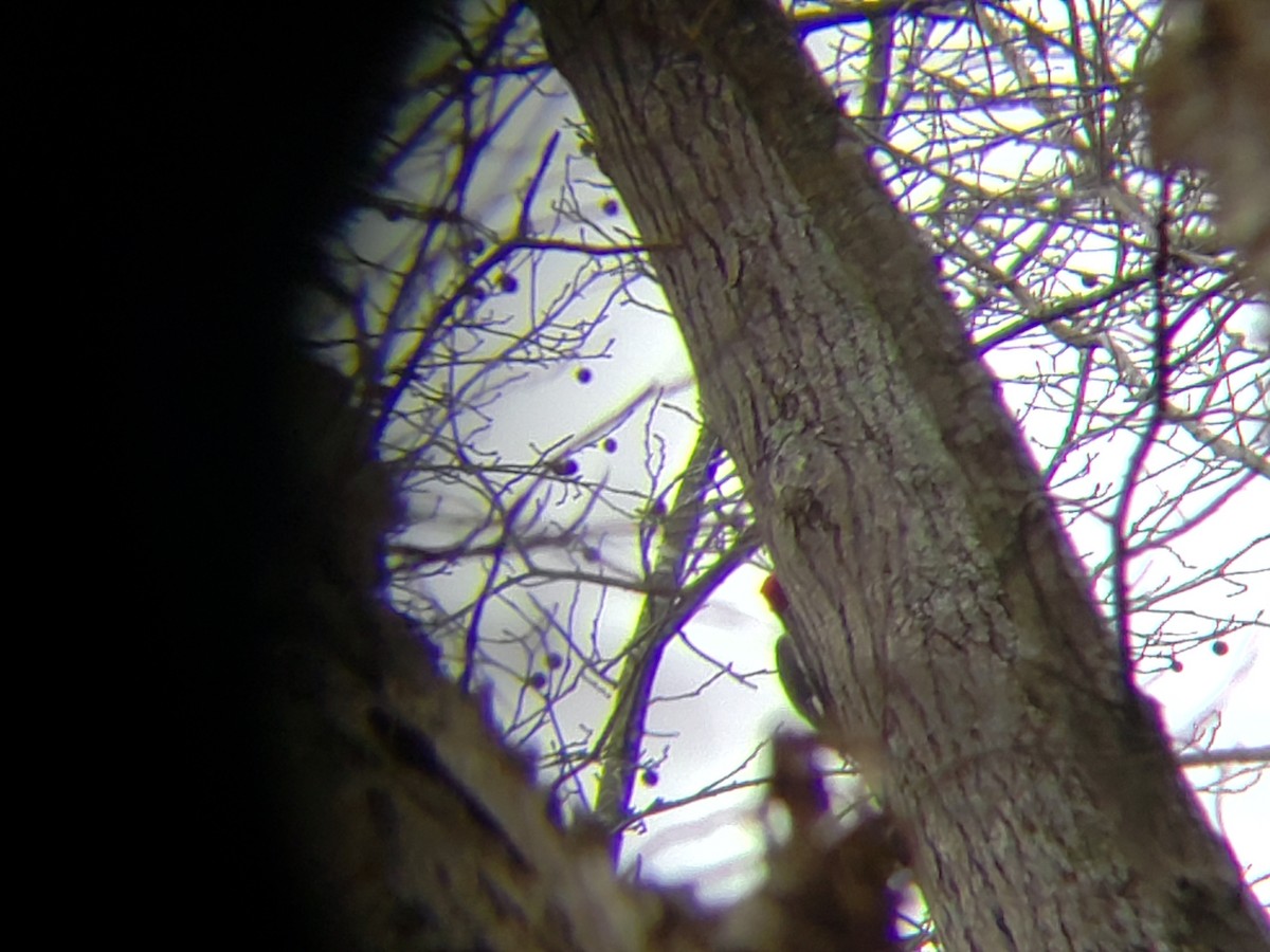 Pileated Woodpecker - ML143189091