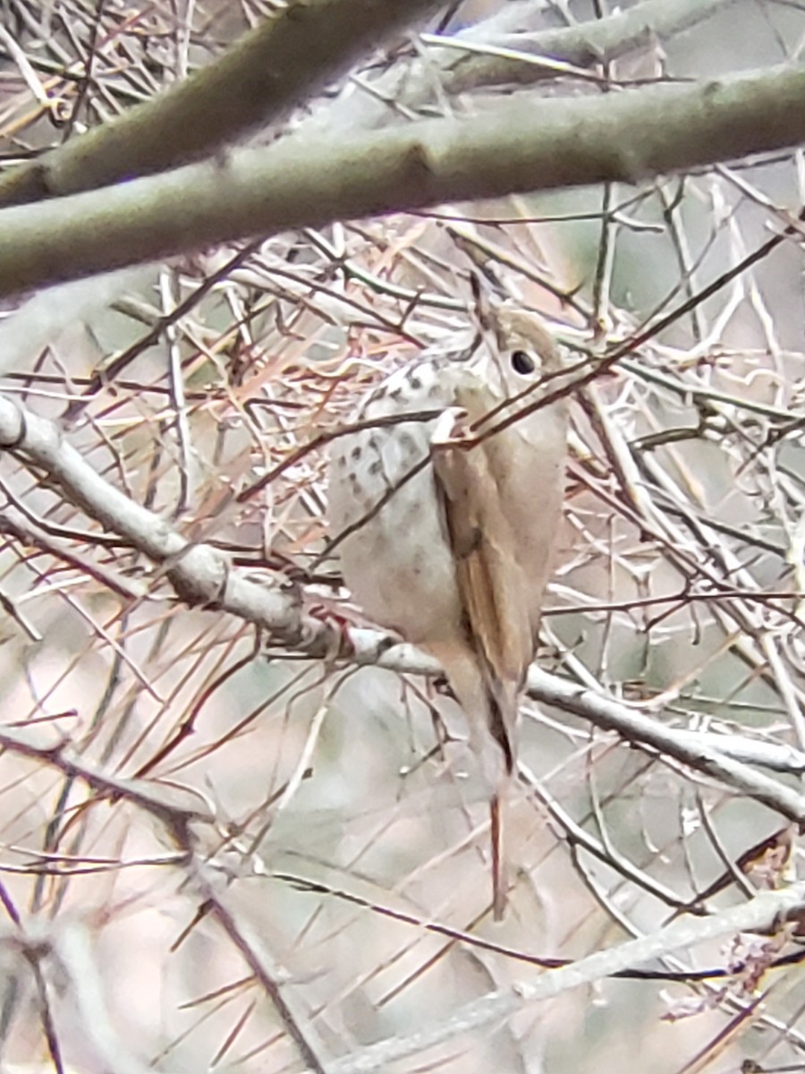 Hermit Thrush - ML143189201