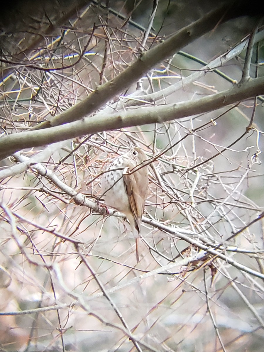 Hermit Thrush - ML143189211