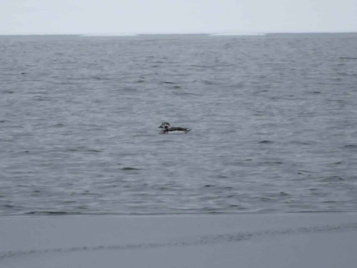 Long-tailed Duck - ML143189541