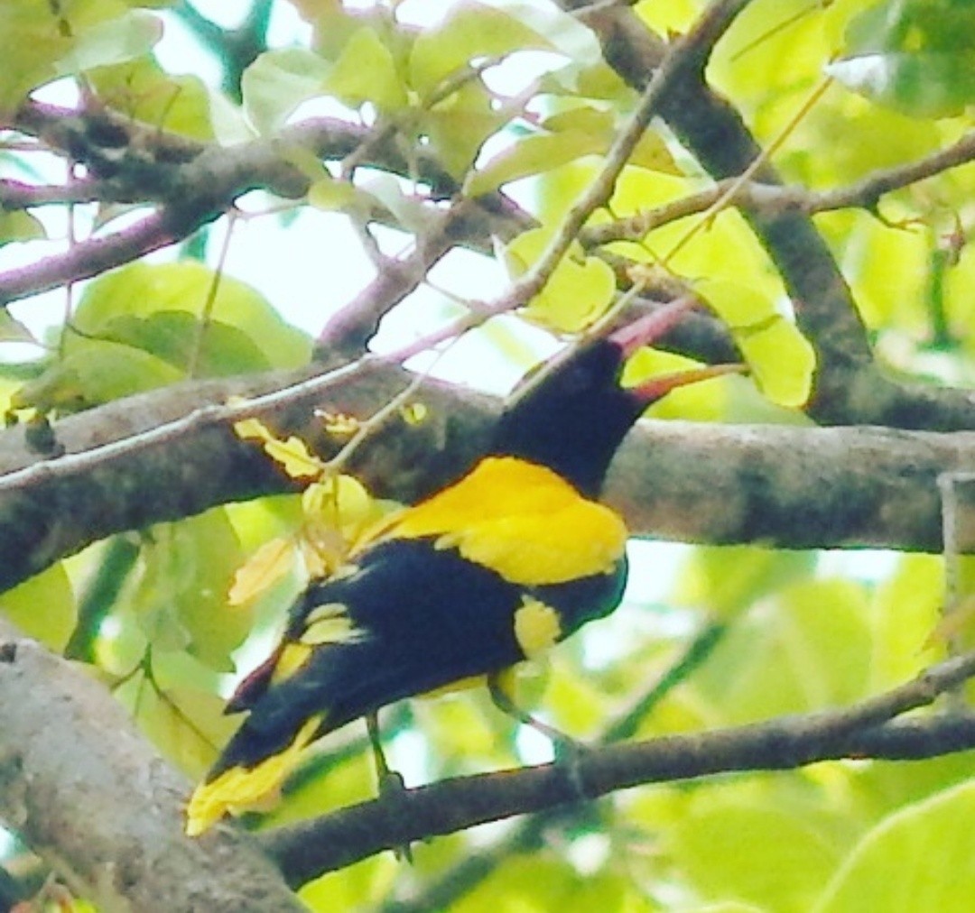 Black-hooded Oriole - ML143191891