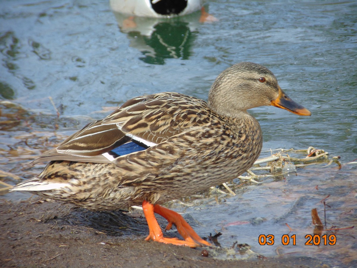 Canard colvert - ML143191971