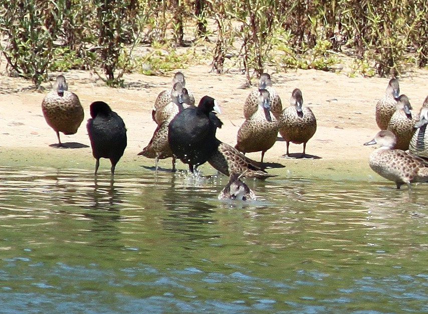 Eurasian Coot - ML143192721