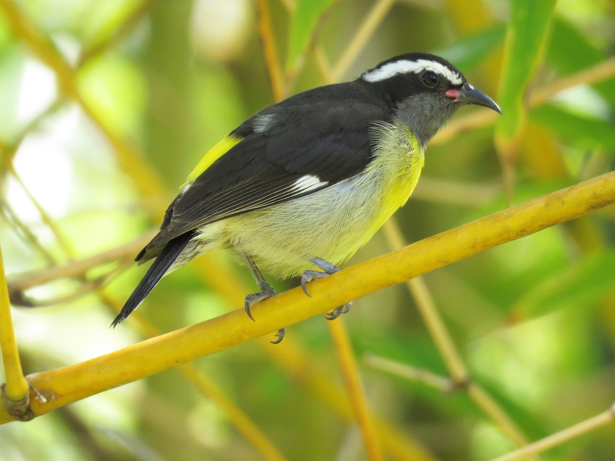 Bananaquit - Emily Tornga