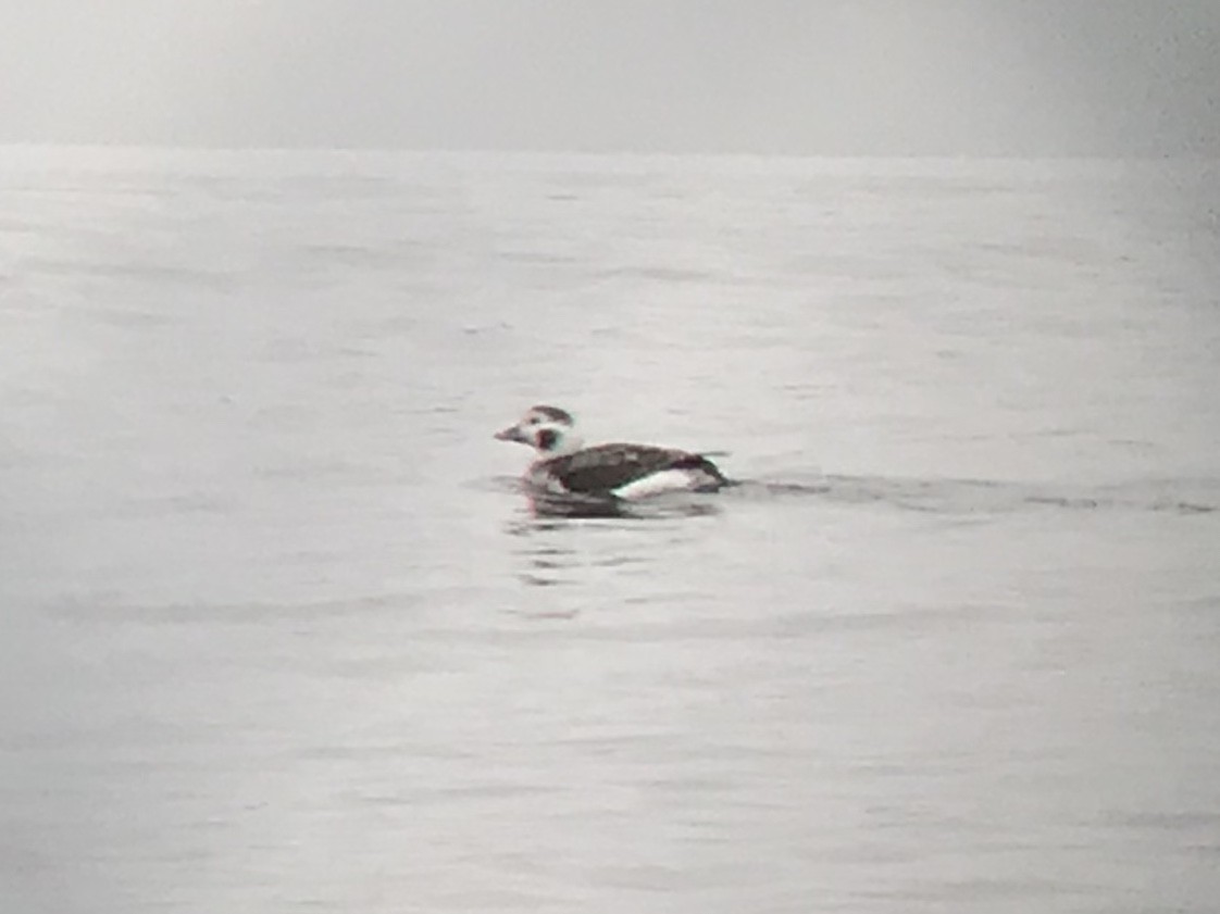 Long-tailed Duck - ML143194981