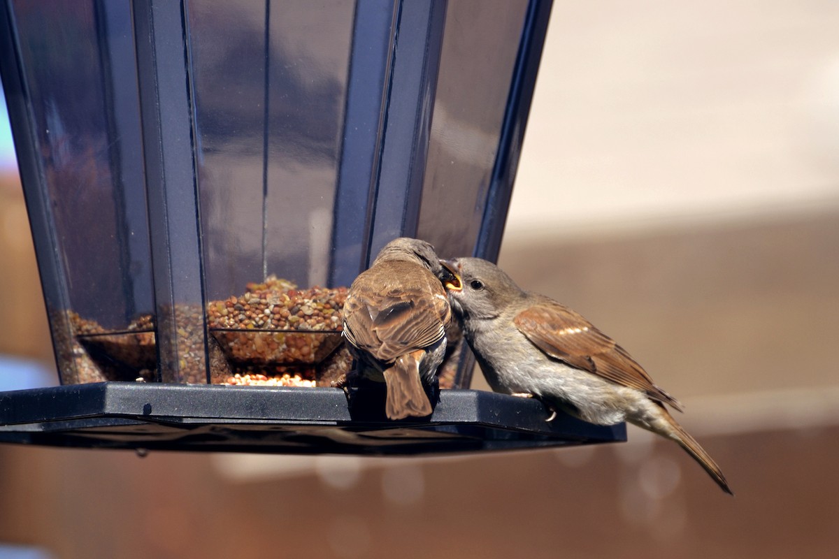 Southern Gray-headed Sparrow - ML143197061