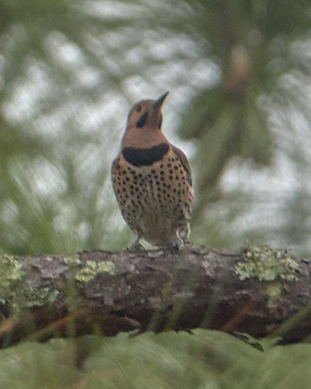 Northern Flicker - ML143197081