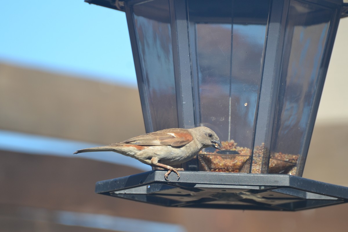 Southern Gray-headed Sparrow - ML143197551