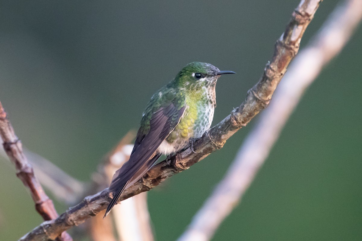 Black-backed Thornbill - ML143197721