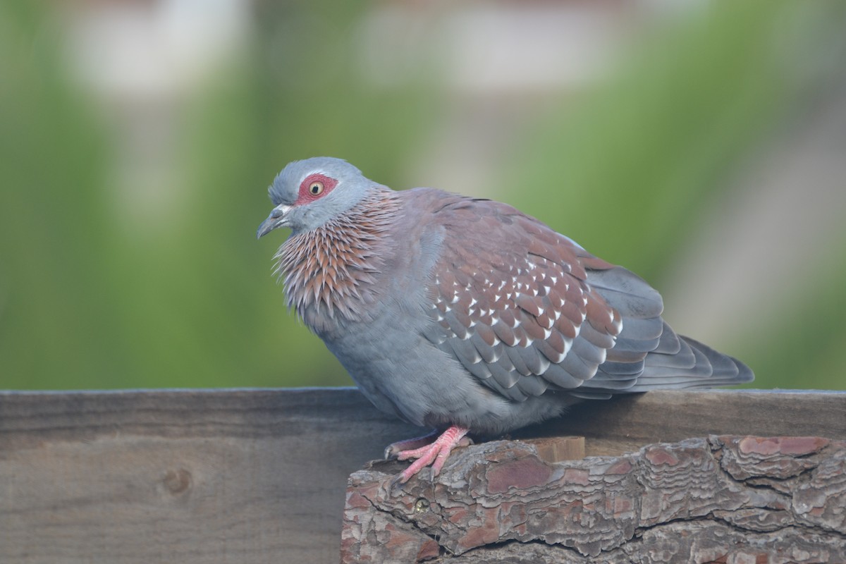 Speckled Pigeon - ML143198241